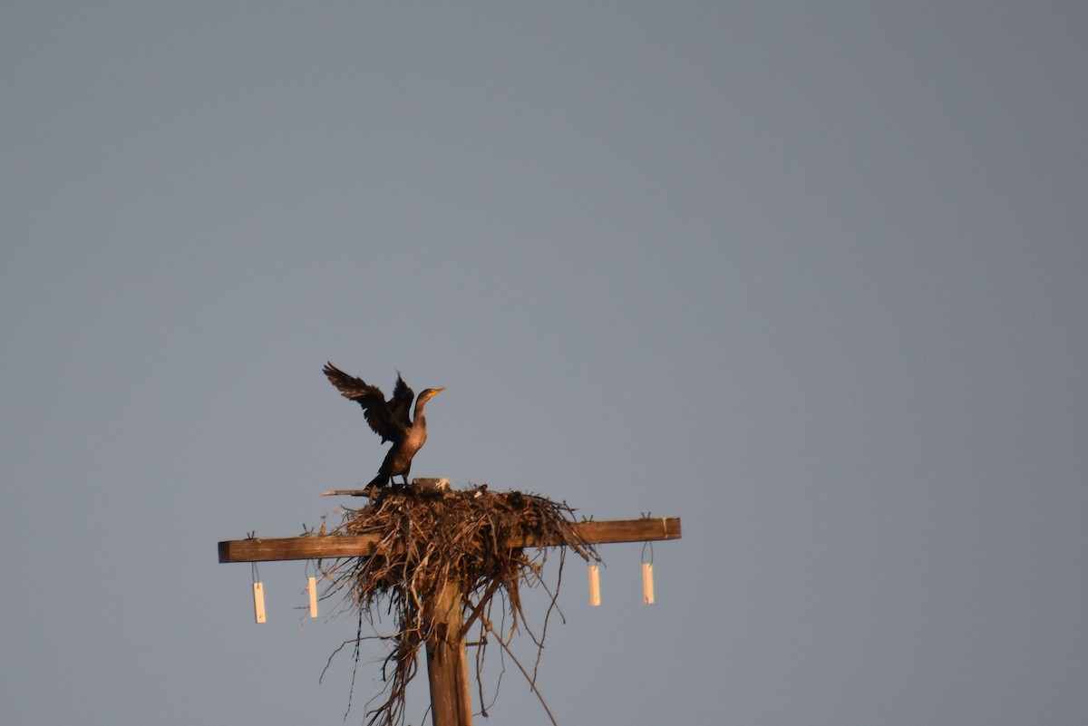 Cormorán Orejudo - ML624007171