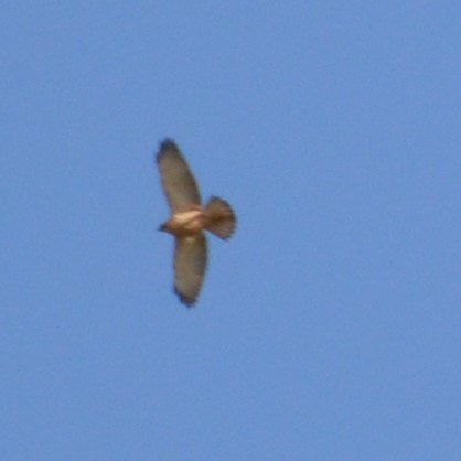 Broad-winged Hawk - Oscar Umaña