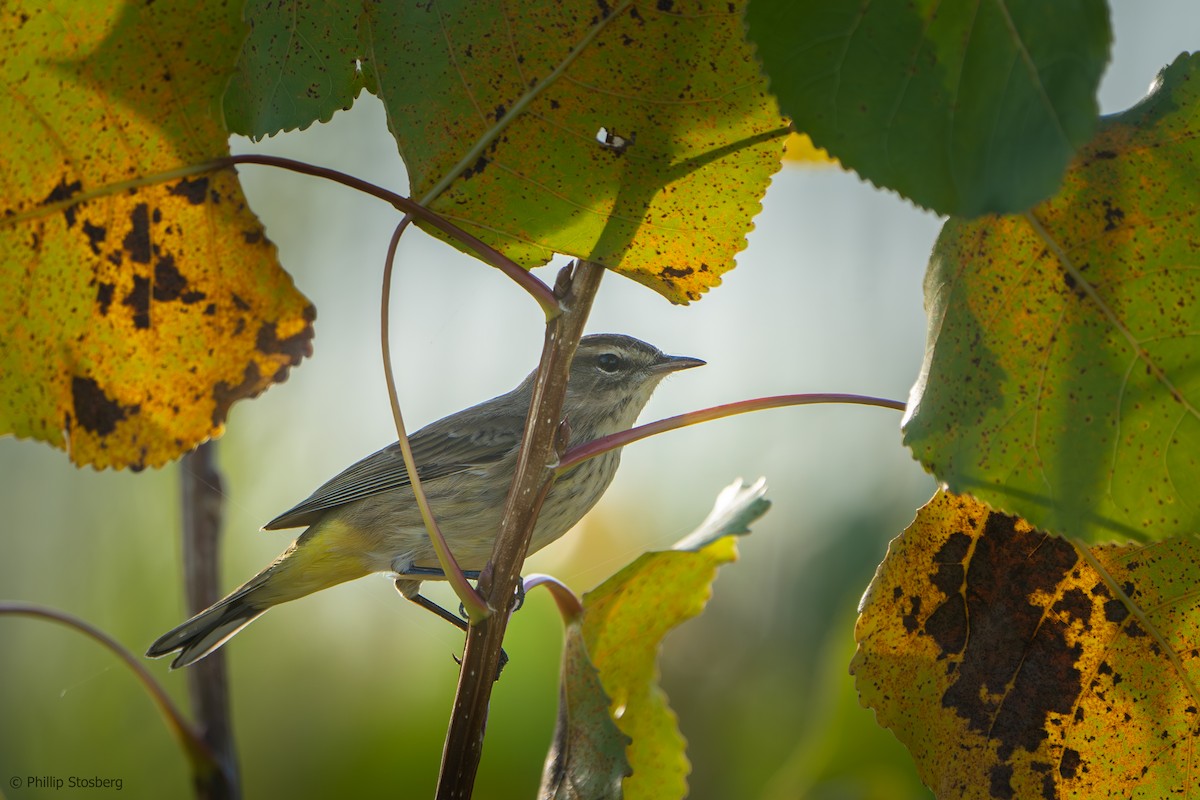 Palm Warbler - ML624007234