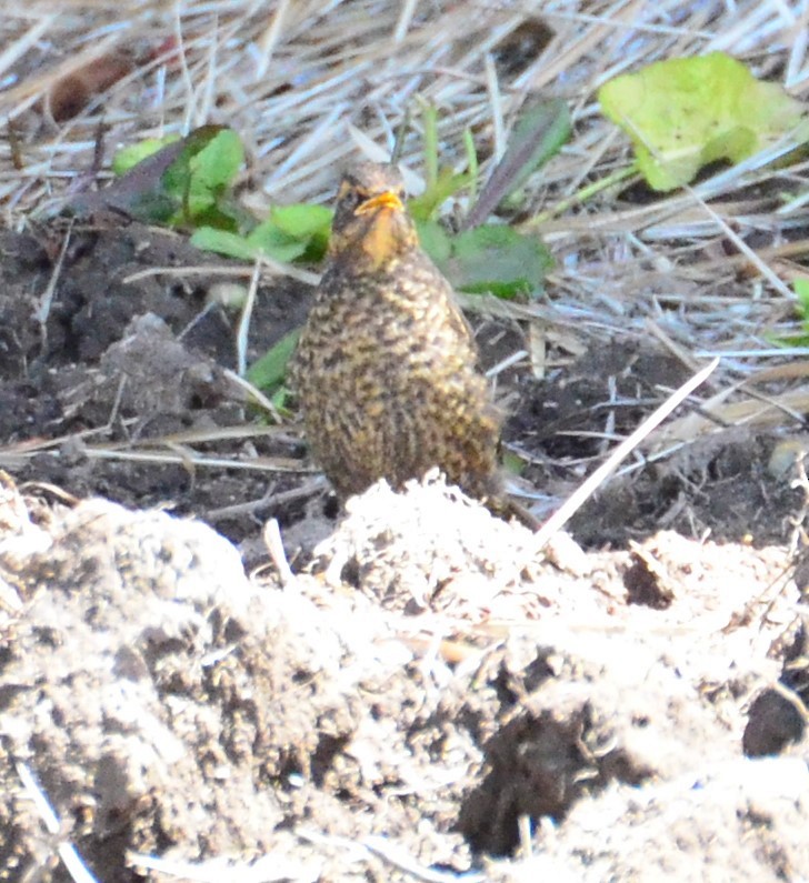 Sooty Thrush - ML624007243