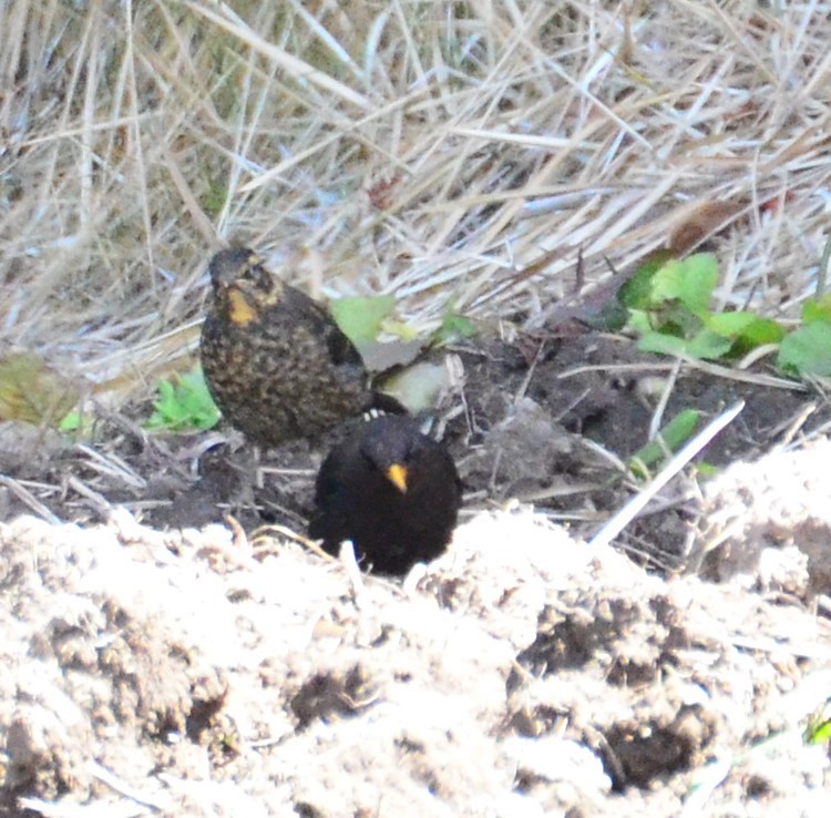 Sooty Thrush - ML624007245