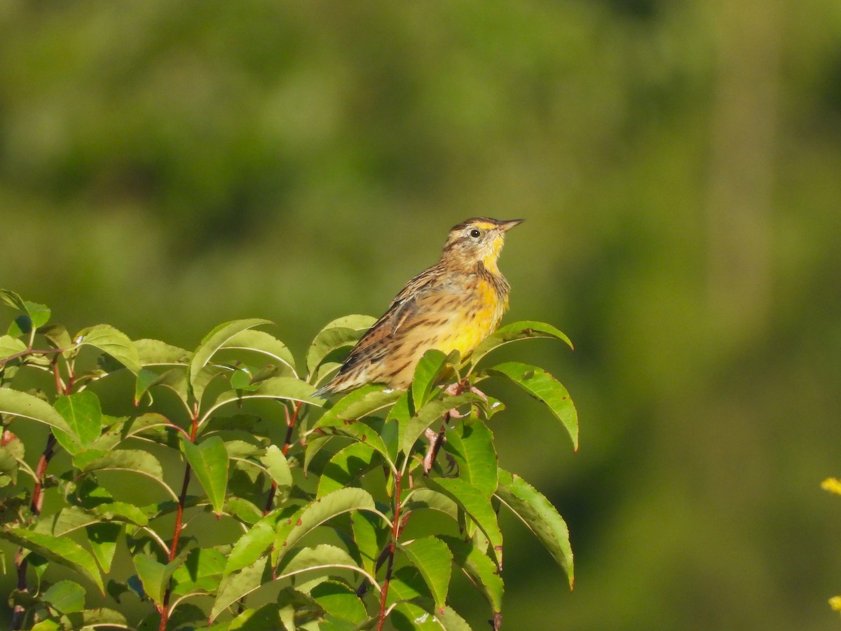 Eastern Meadowlark - ML624007260