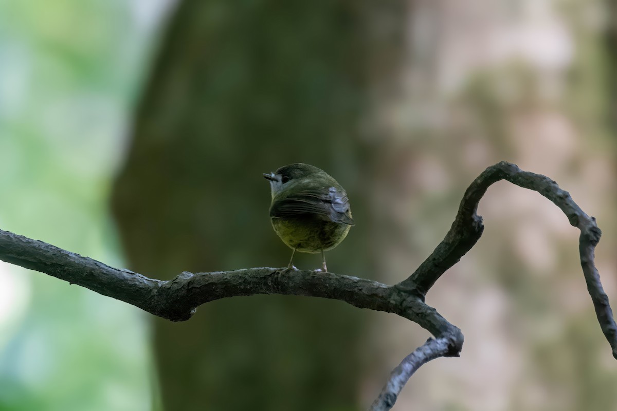 Pale-yellow Robin - ML624007261