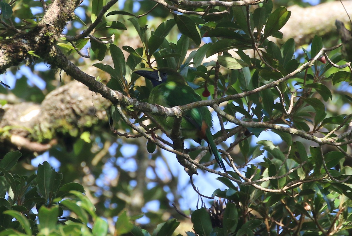 Northern Emerald-Toucanet - ML624007271