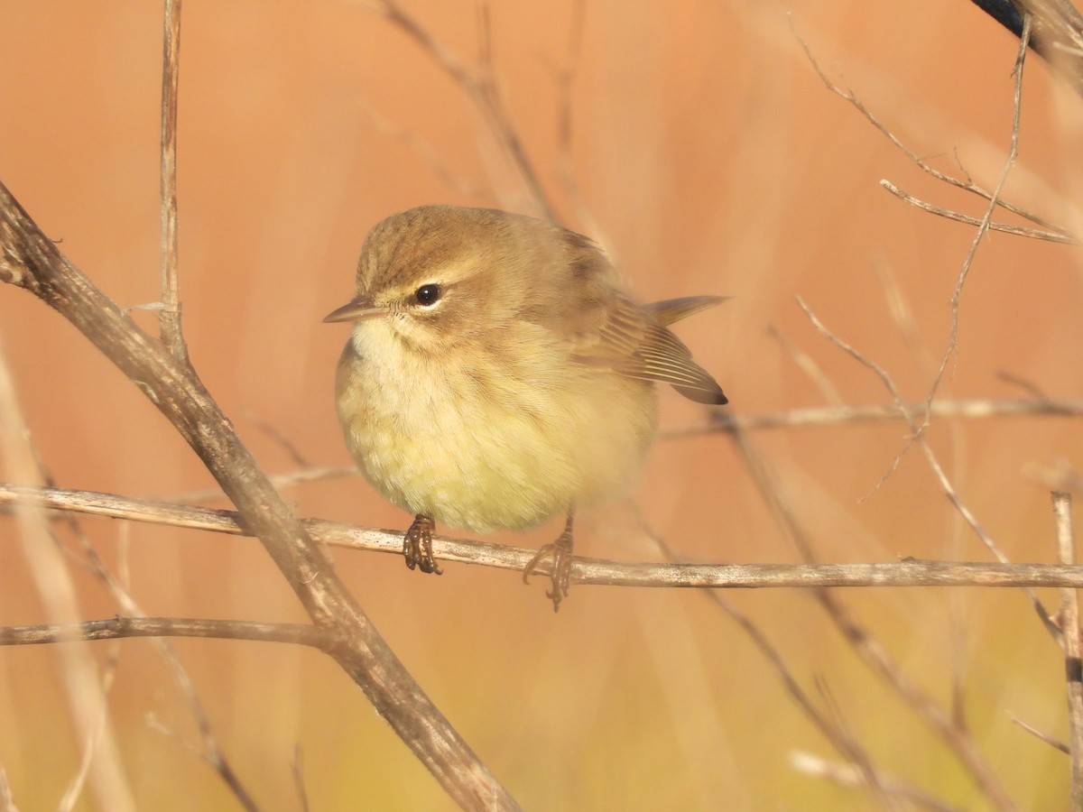 Palm Warbler - ML624007281