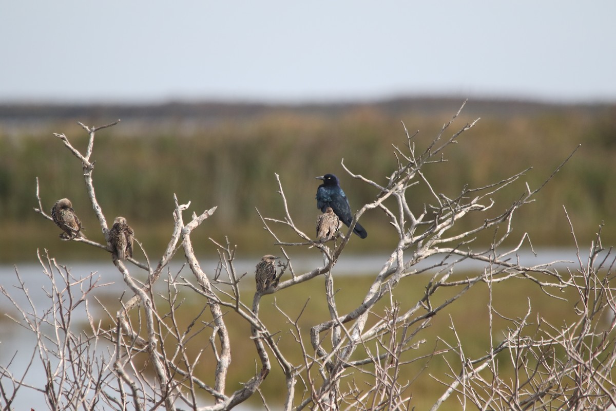 Boat-tailed Grackle - Andy M