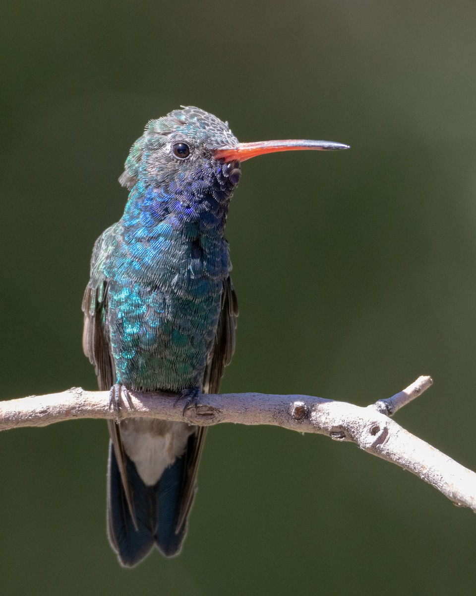 Broad-billed Hummingbird - ML624007285