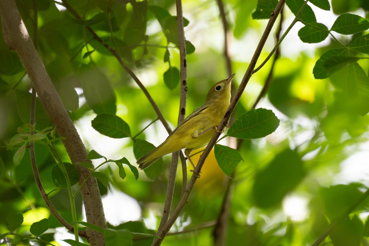 Paruline jaune - ML624007308