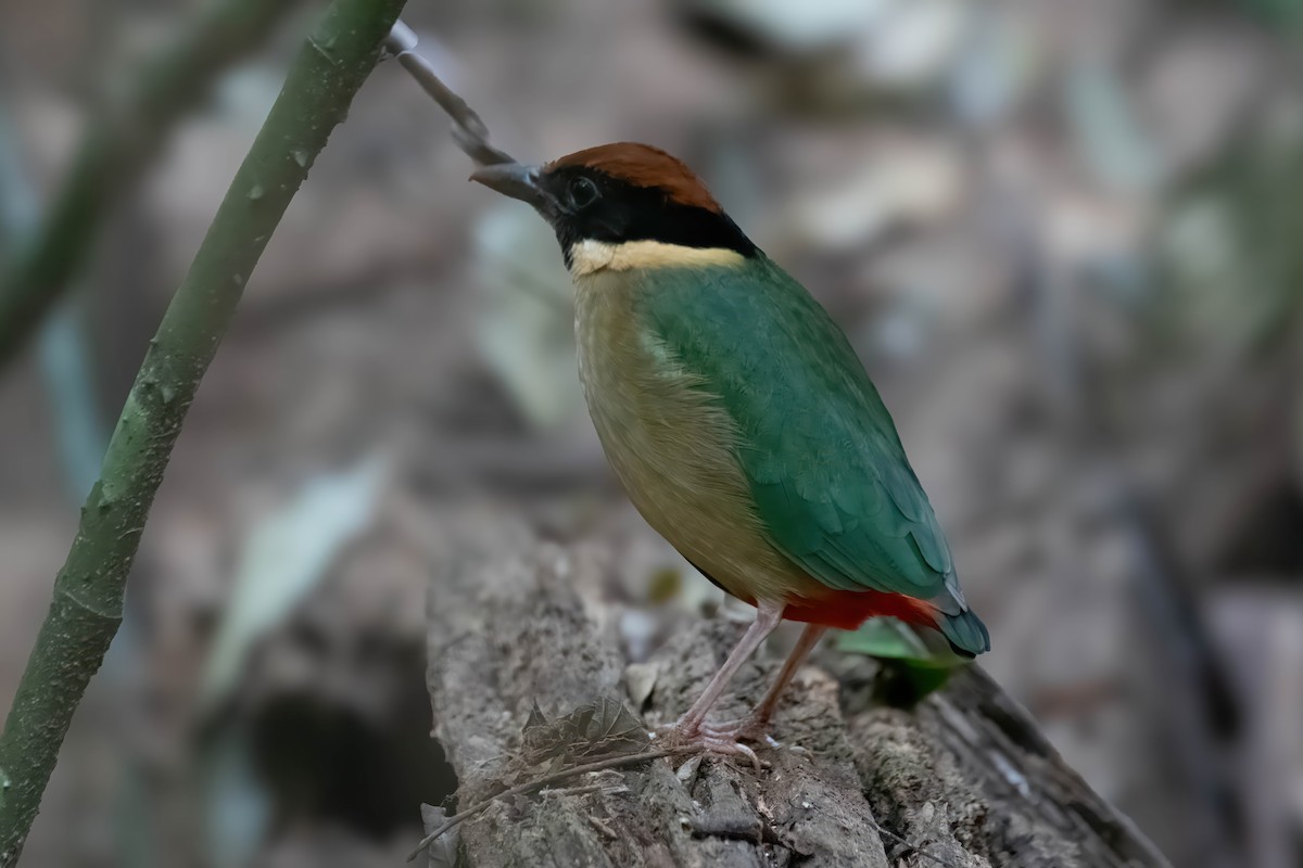 Noisy Pitta - Gordon Arthur