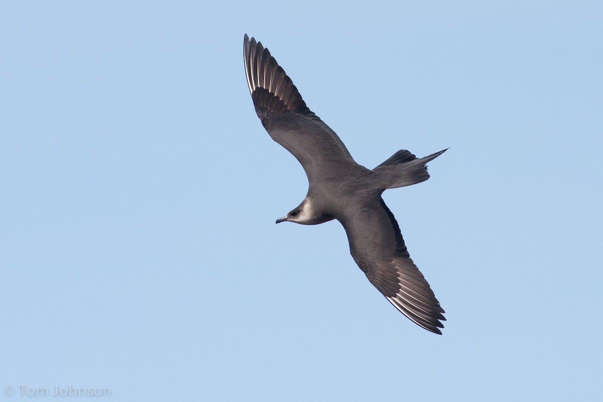 Parasitic Jaeger - ML62400731