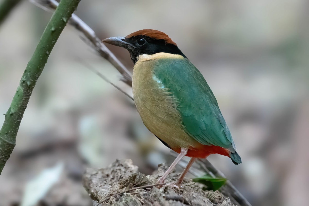 Noisy Pitta - ML624007315