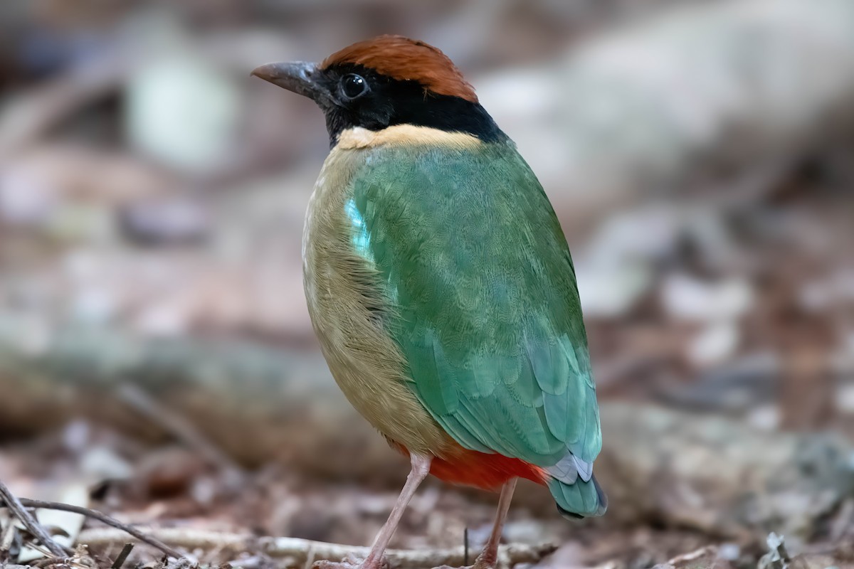 Noisy Pitta - ML624007324