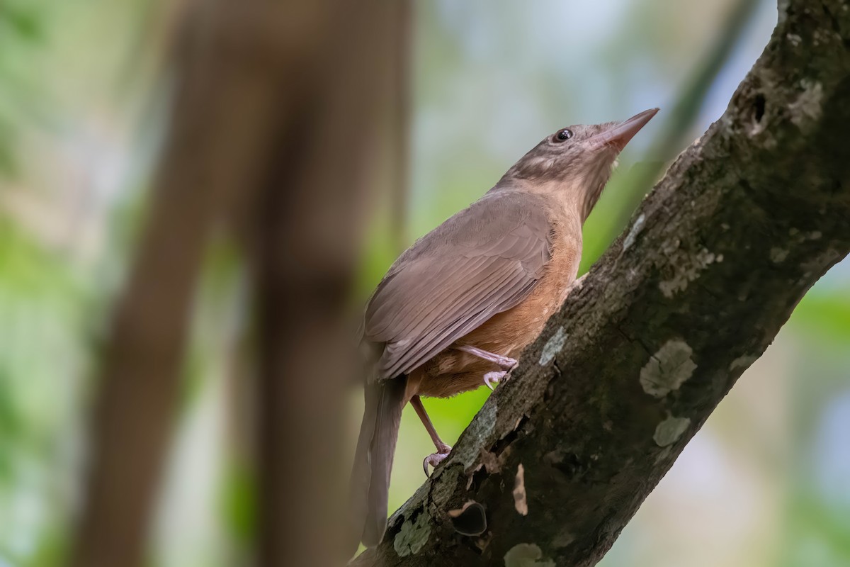 Rufous Shrikethrush - ML624007337