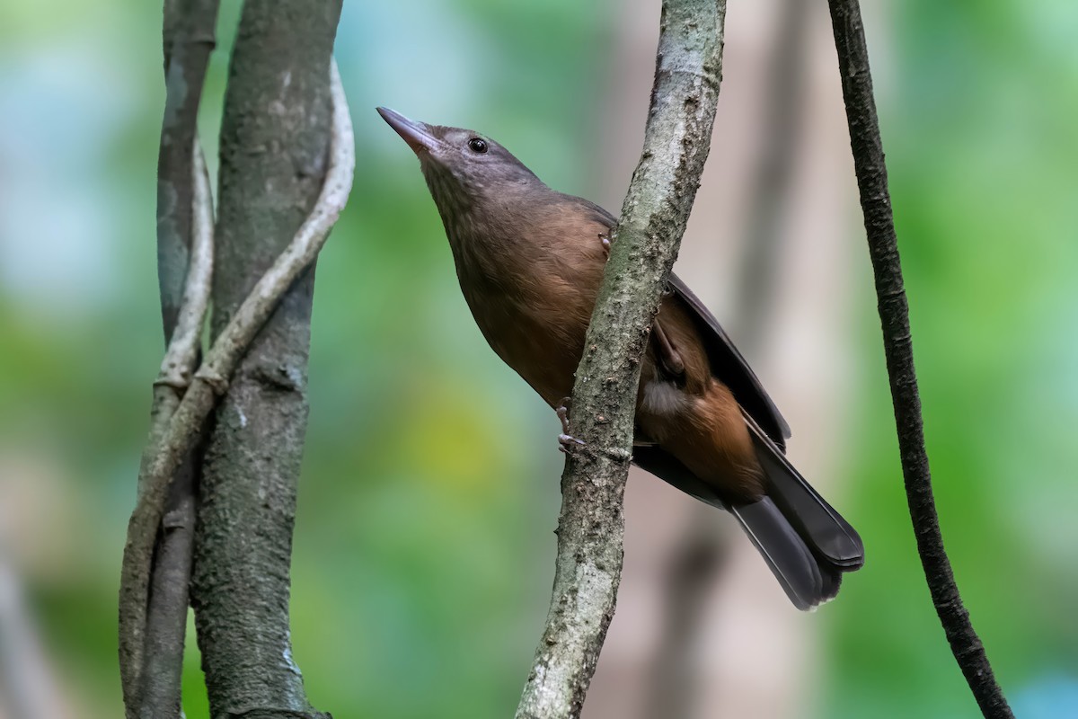 Rufous Shrikethrush - ML624007338