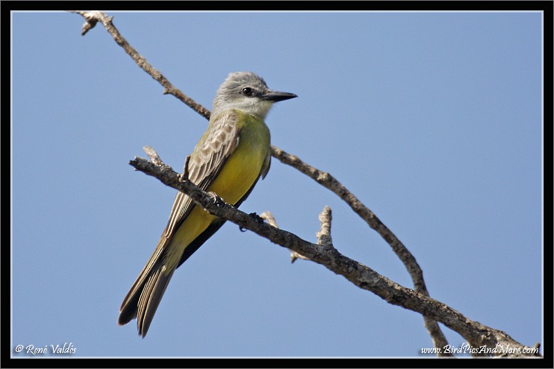 Tropical Kingbird - ML624007341