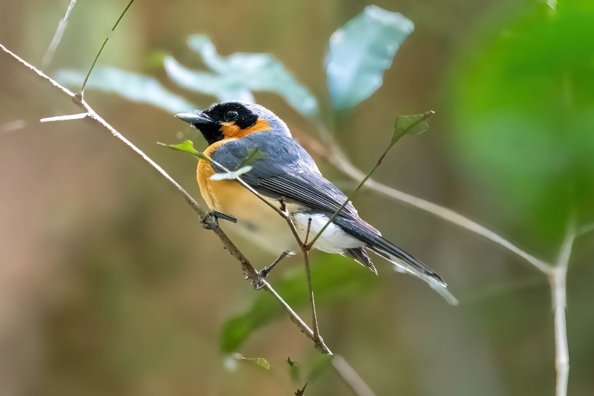 Spectacled Monarch - ML624007384