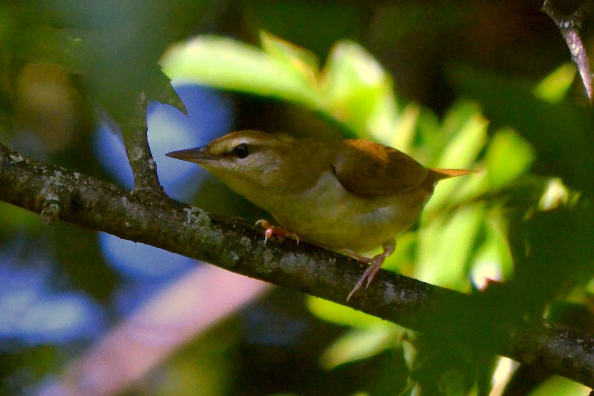 Swainson's Warbler - ML624007392