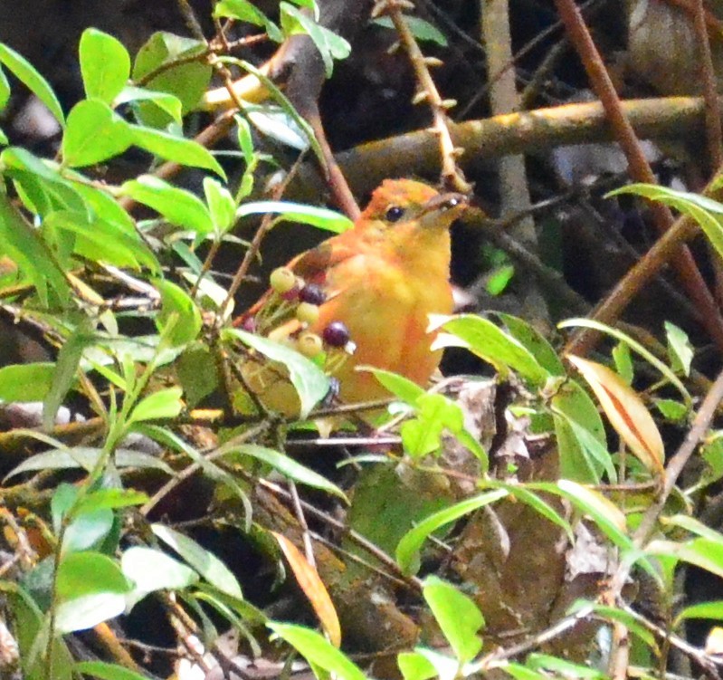 Piranga Roja - ML624007393