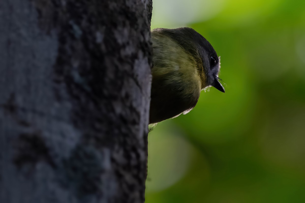 Pale-yellow Robin - ML624007396