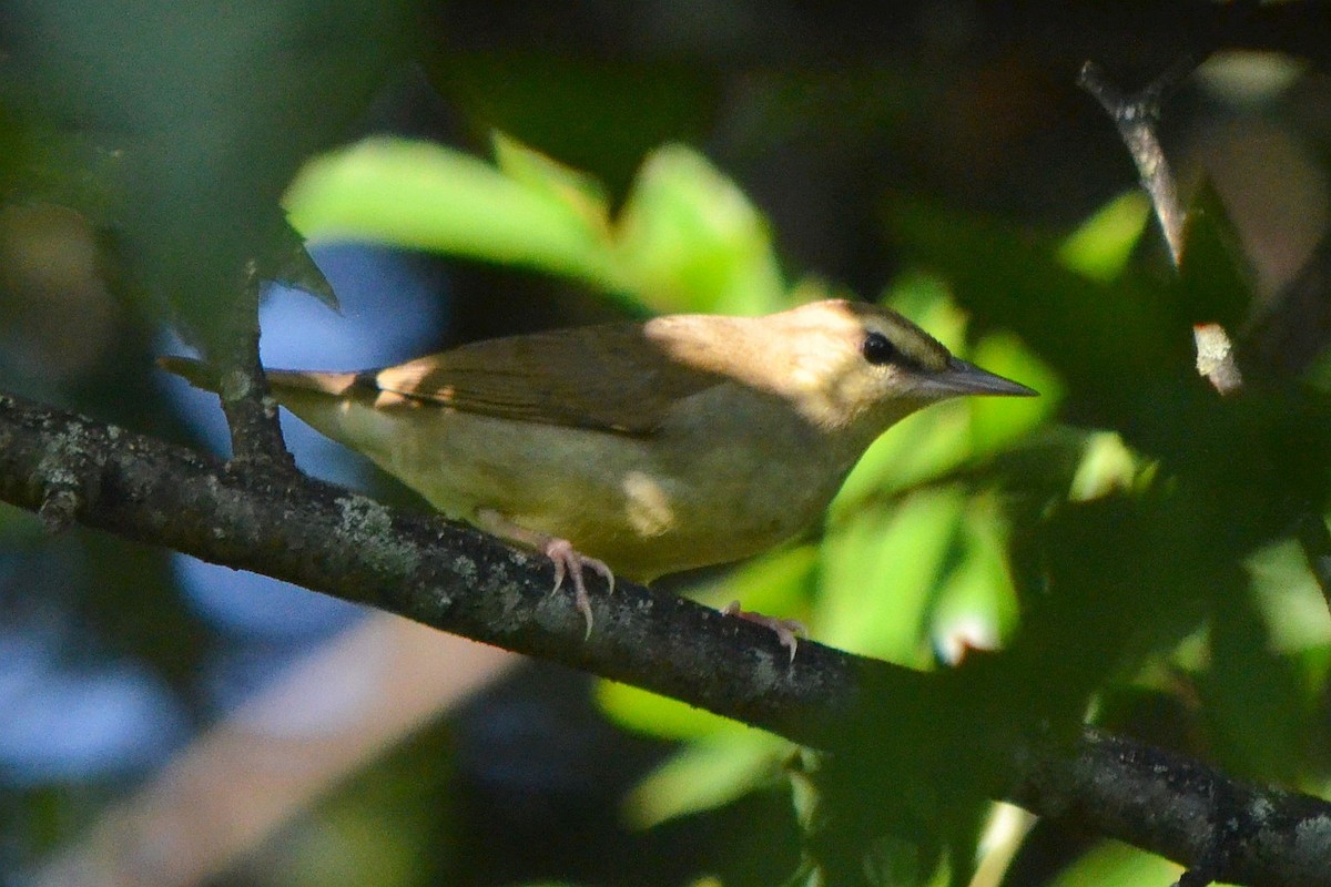 Swainson's Warbler - ML624007401