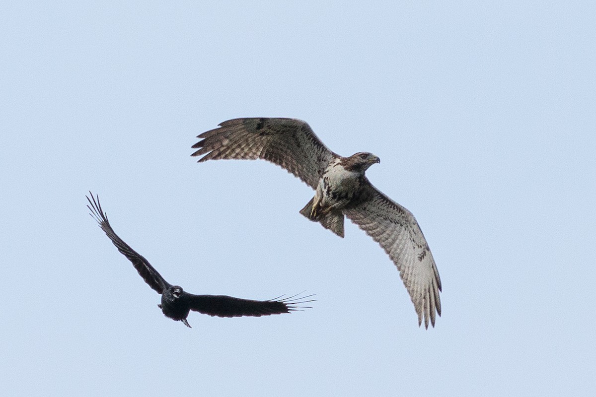 Red-tailed Hawk - ML624007403