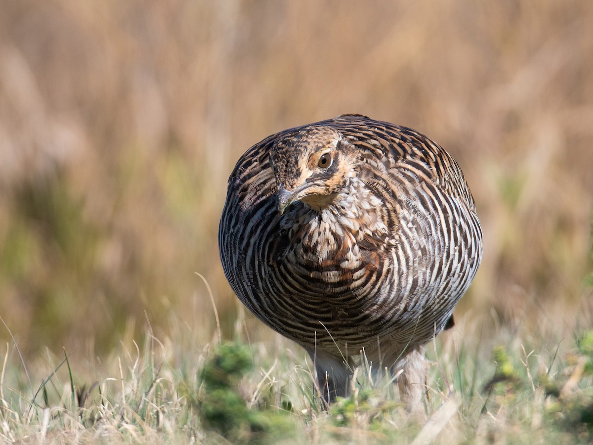 Greater Prairie-Chicken - ML624007427