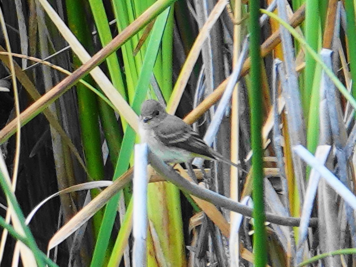 Plumbeous Vireo - ML624007432