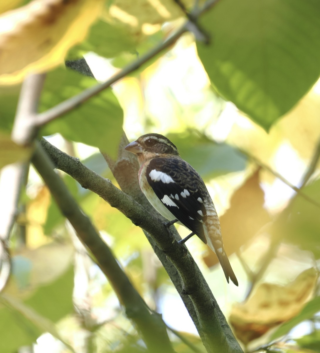 Rose-breasted Grosbeak - ML624007435