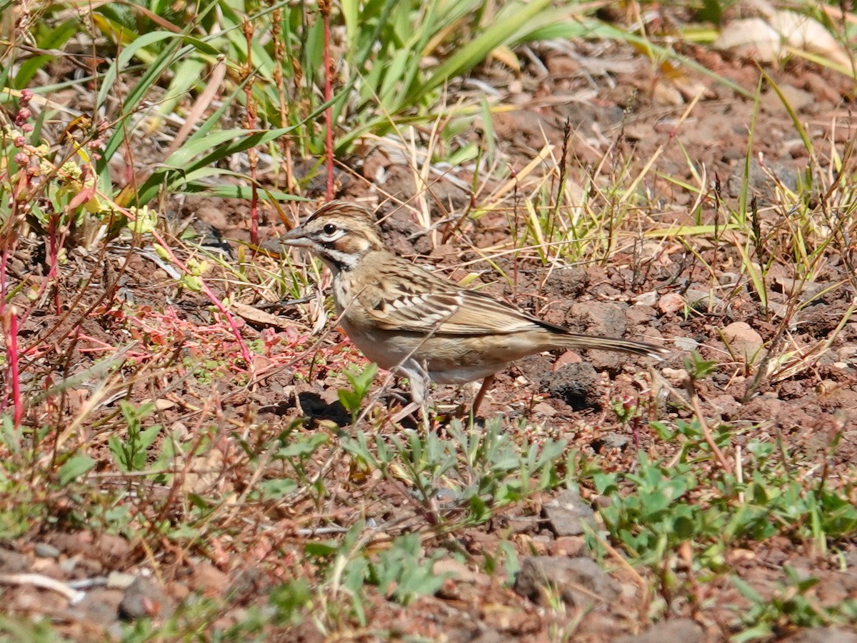 Lark Sparrow - ML624007442