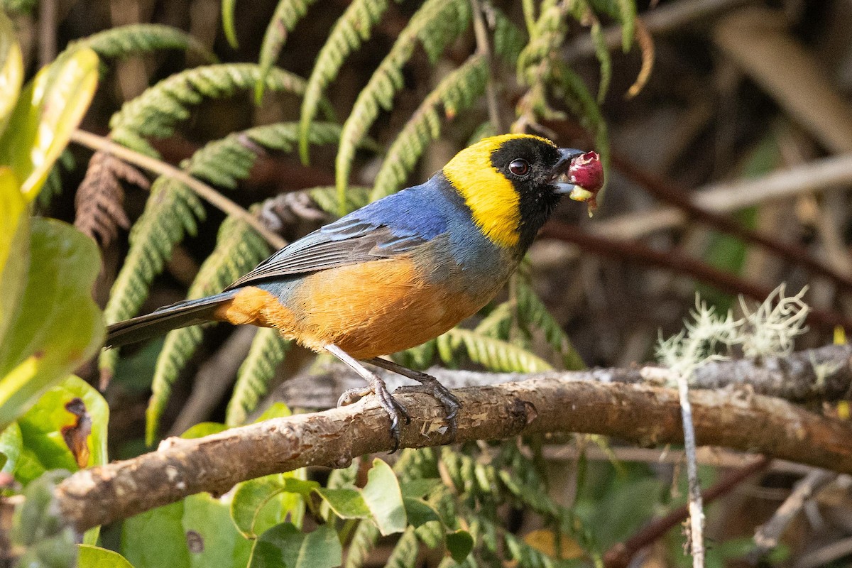 Golden-collared Tanager - ML624007453