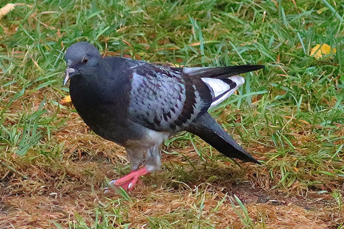 Rock Pigeon (Feral Pigeon) - Ron and Linda (Tozer) Johnston