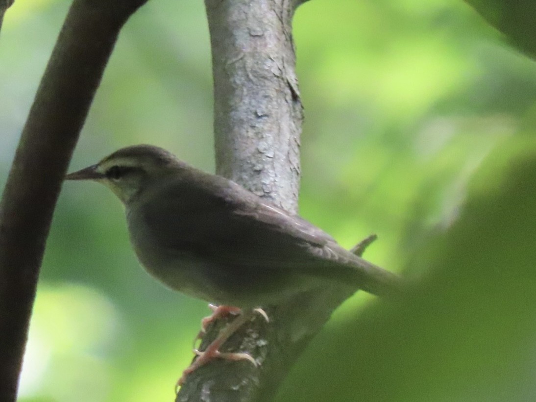 Swainson's Warbler - ML624007479