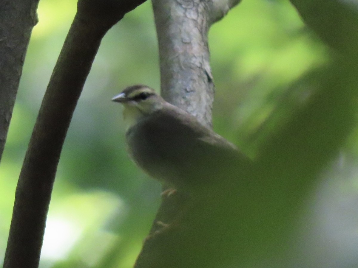 Swainson's Warbler - ML624007480