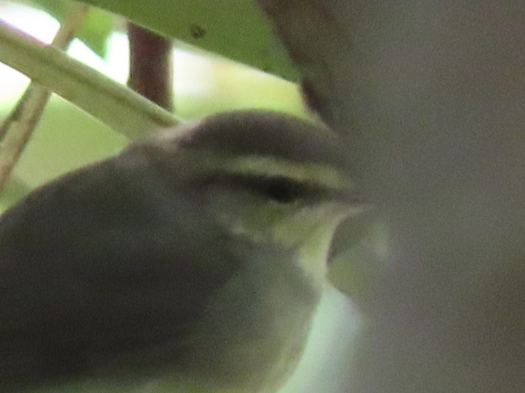 Swainson's Warbler - ML624007481