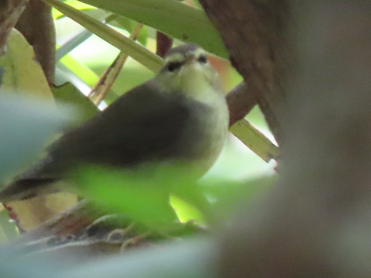 Swainson's Warbler - ML624007482