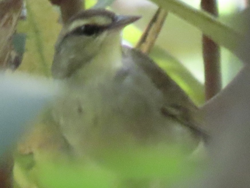 Swainson's Warbler - Ruben Stoll