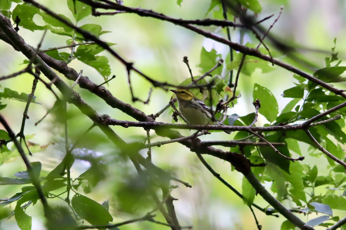 Black-throated Green Warbler - ML624007486