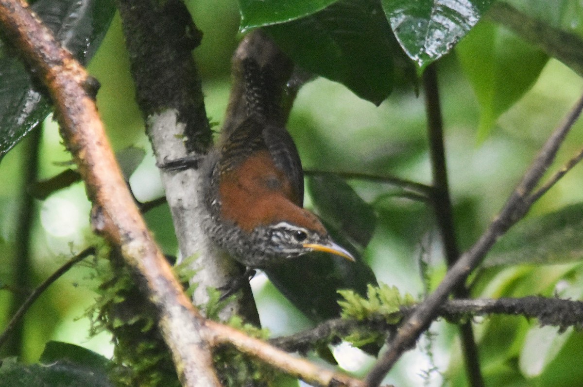 Riverside Wren - ML624007488