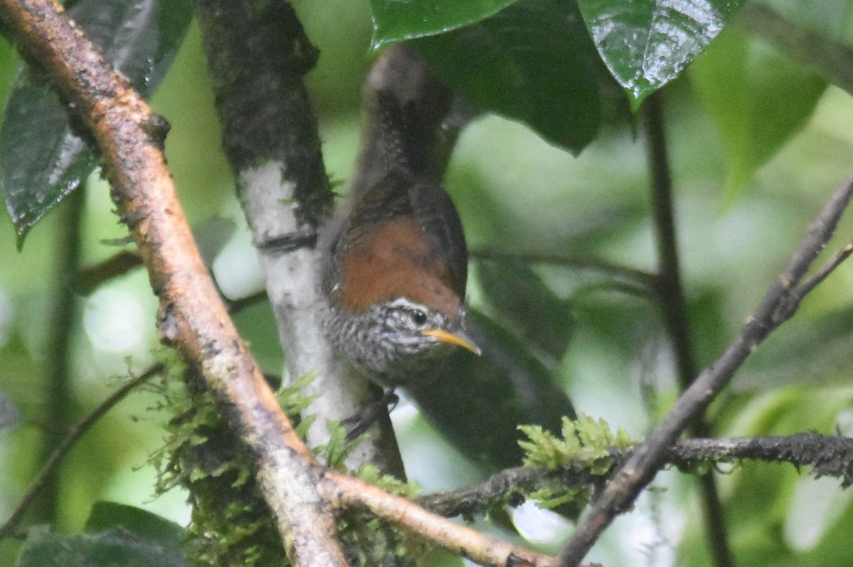 Riverside Wren - ML624007489