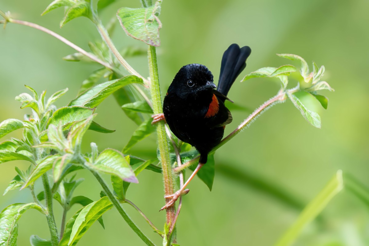 Red-backed Fairywren - ML624007499