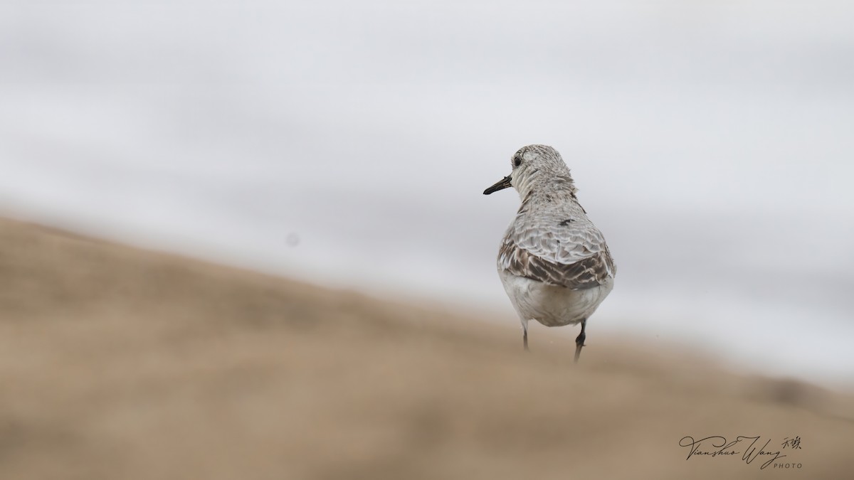 Sanderling - ML624007512