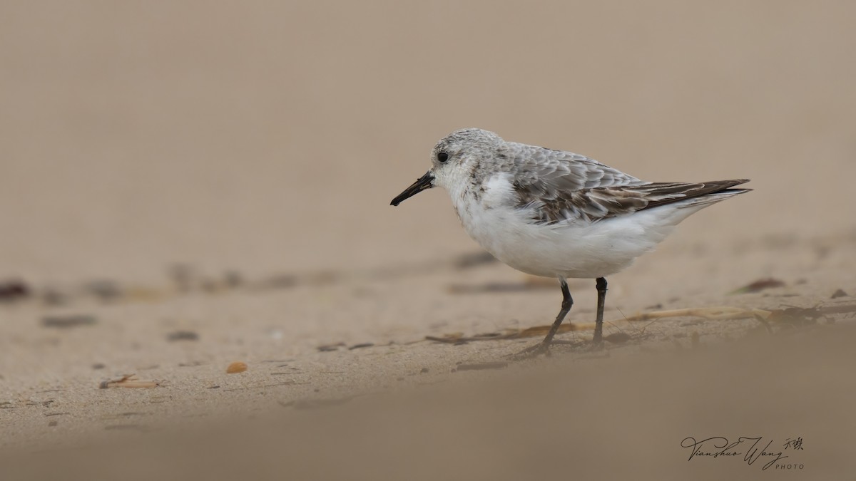 Sanderling - ML624007513