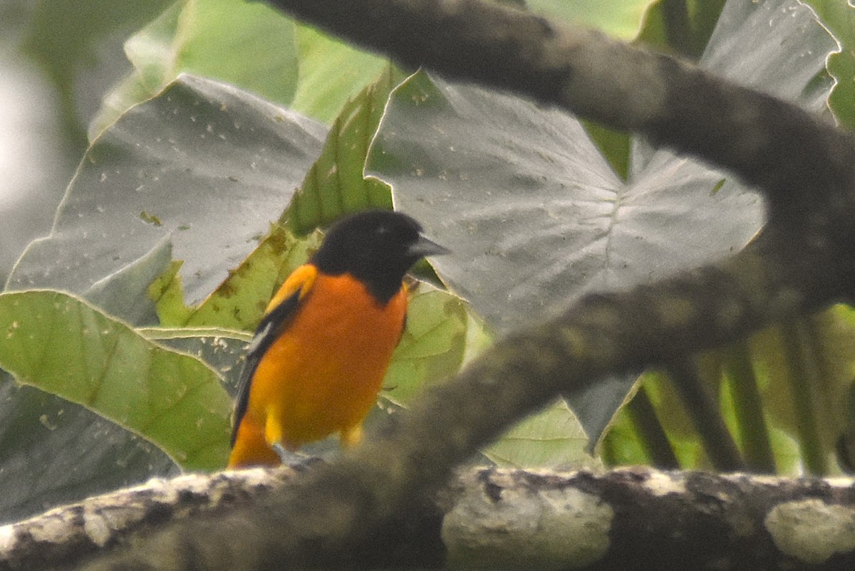 Baltimore Oriole - ML624007550