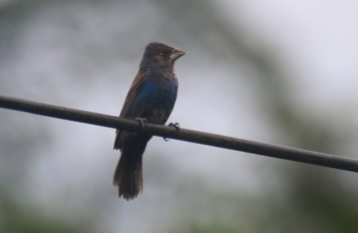 Blue Grosbeak - ML624007567