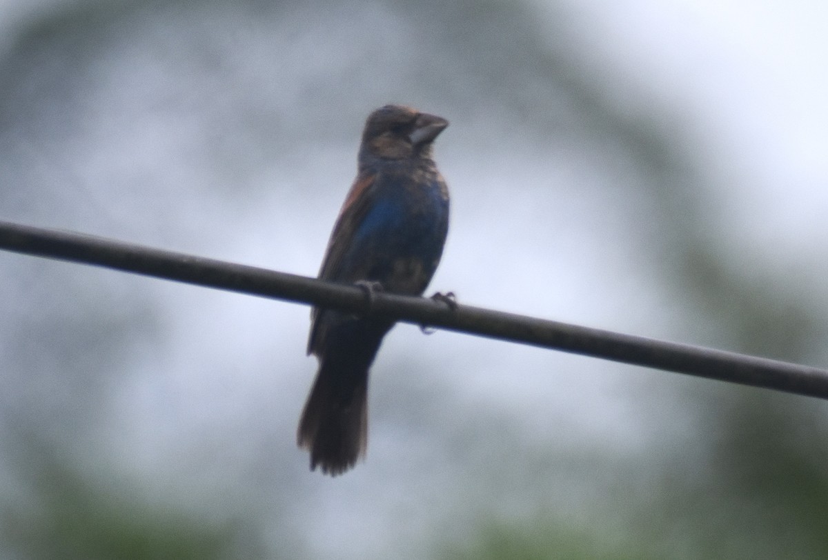 Blue Grosbeak - ML624007568