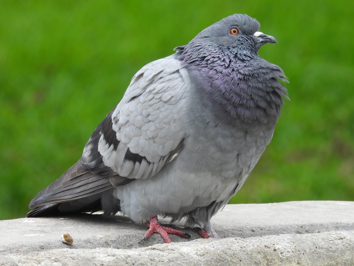 Rock Pigeon (Feral Pigeon) - ML624007576