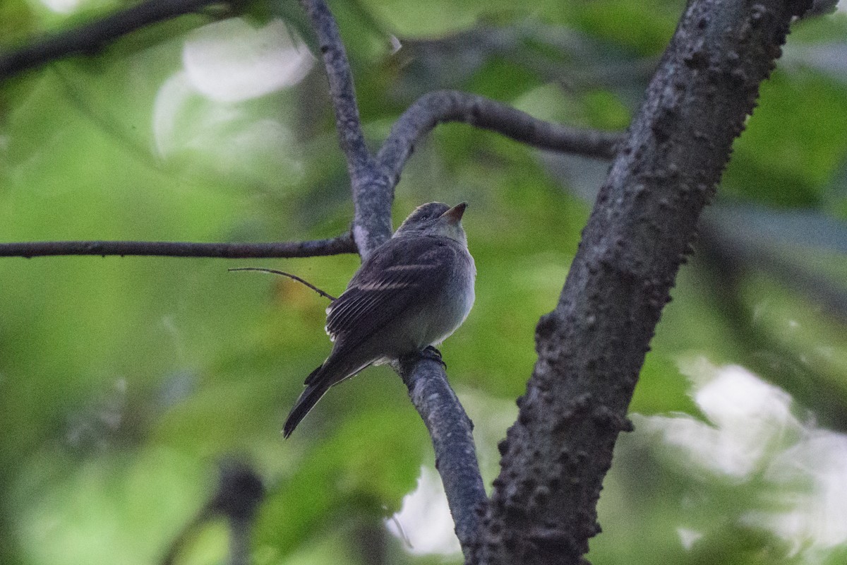 Eastern Wood-Pewee - ML624007580