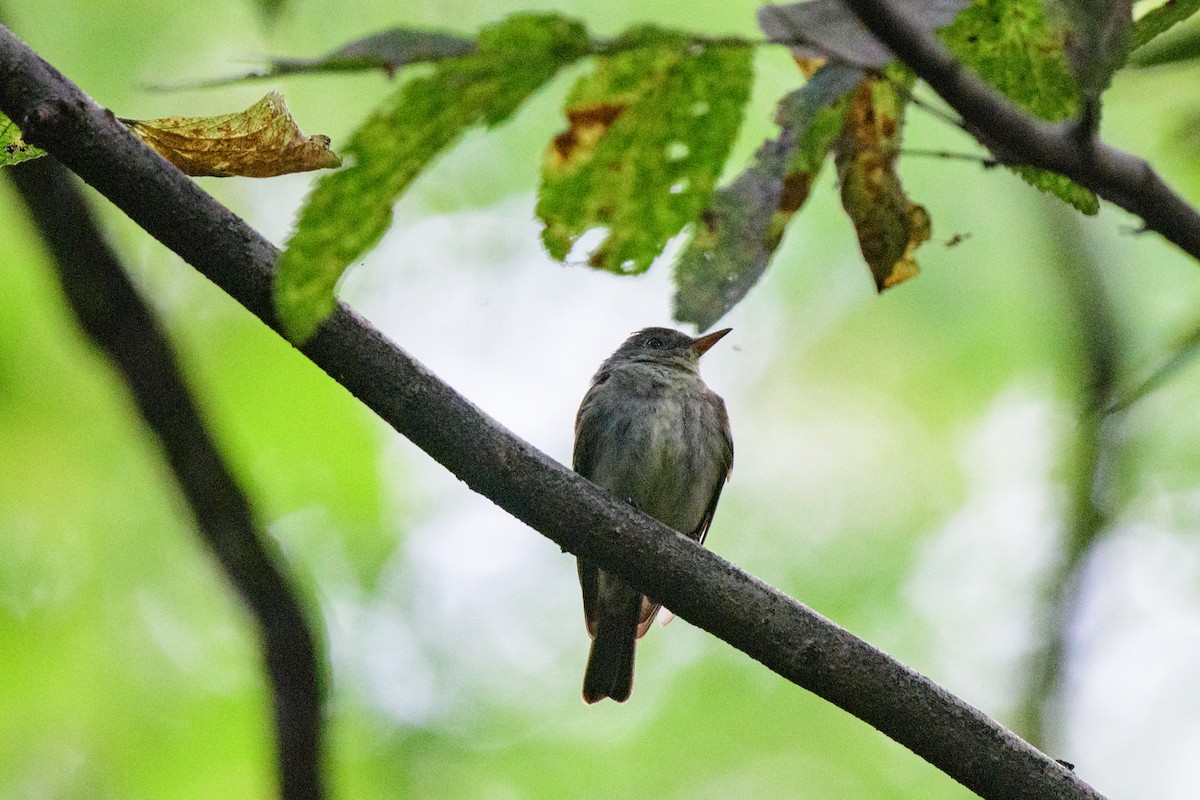 Pioui de l'Est - ML624007581