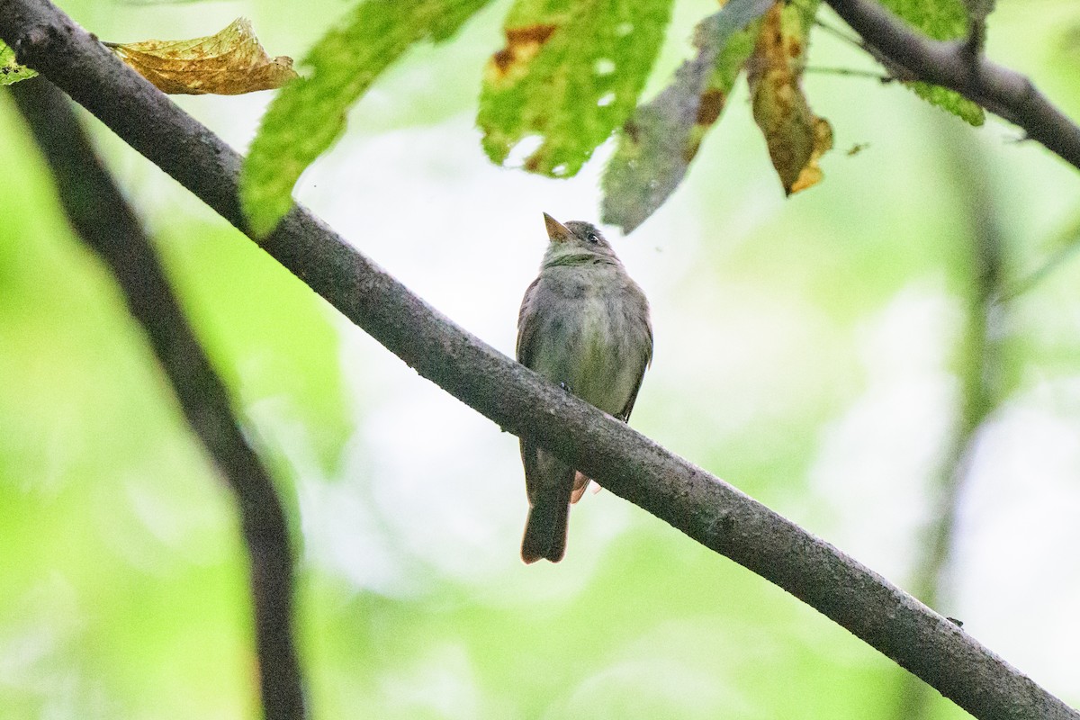 Pioui de l'Est - ML624007582