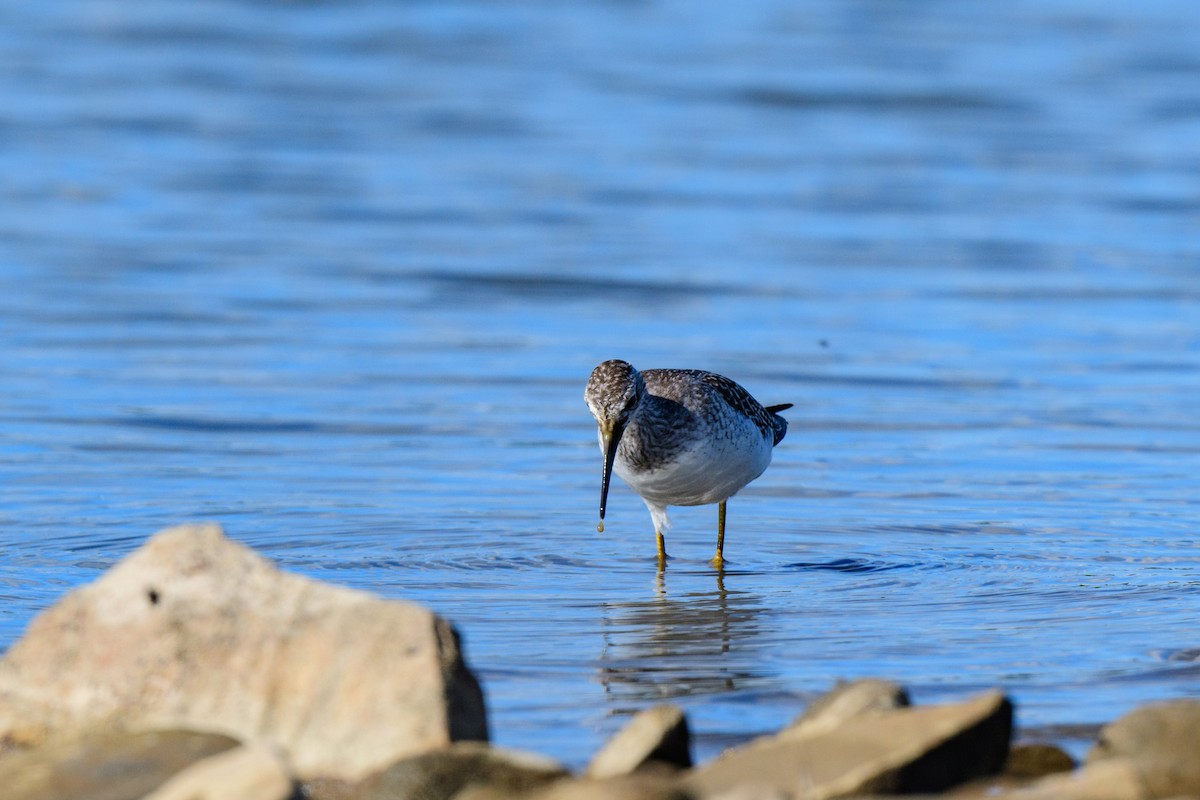 Lesser Yellowlegs - John Kuenzli